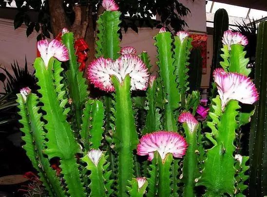 多肉仙人掌_長(zhǎng)得像仙人掌的多肉_蓮花掌多肉簡(jiǎn)筆畫(huà)