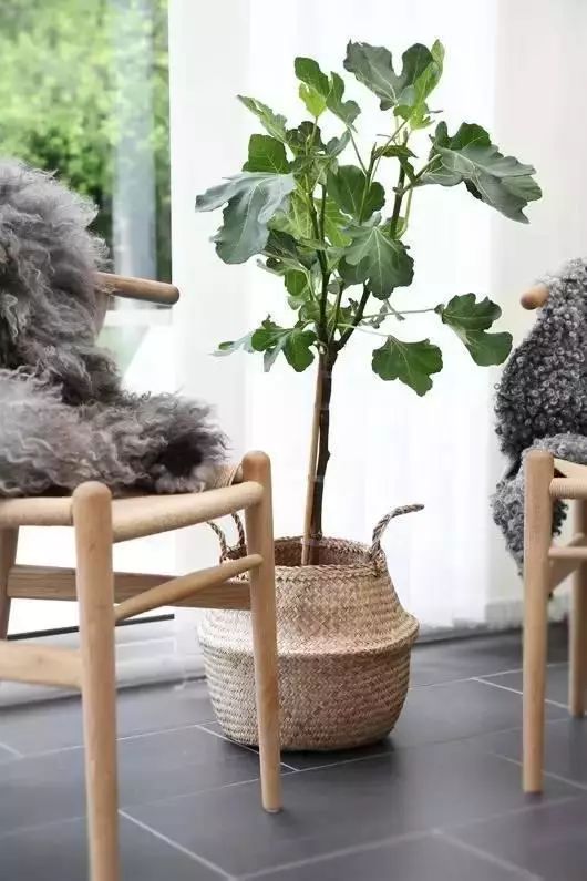 長(zhǎng)得像仙人掌的多肉_蓮花掌多肉簡(jiǎn)筆畫(huà)_多肉仙人掌