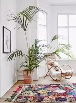 蓮花掌多肉簡(jiǎn)筆畫(huà)_多肉仙人掌_長(zhǎng)得像仙人掌的多肉