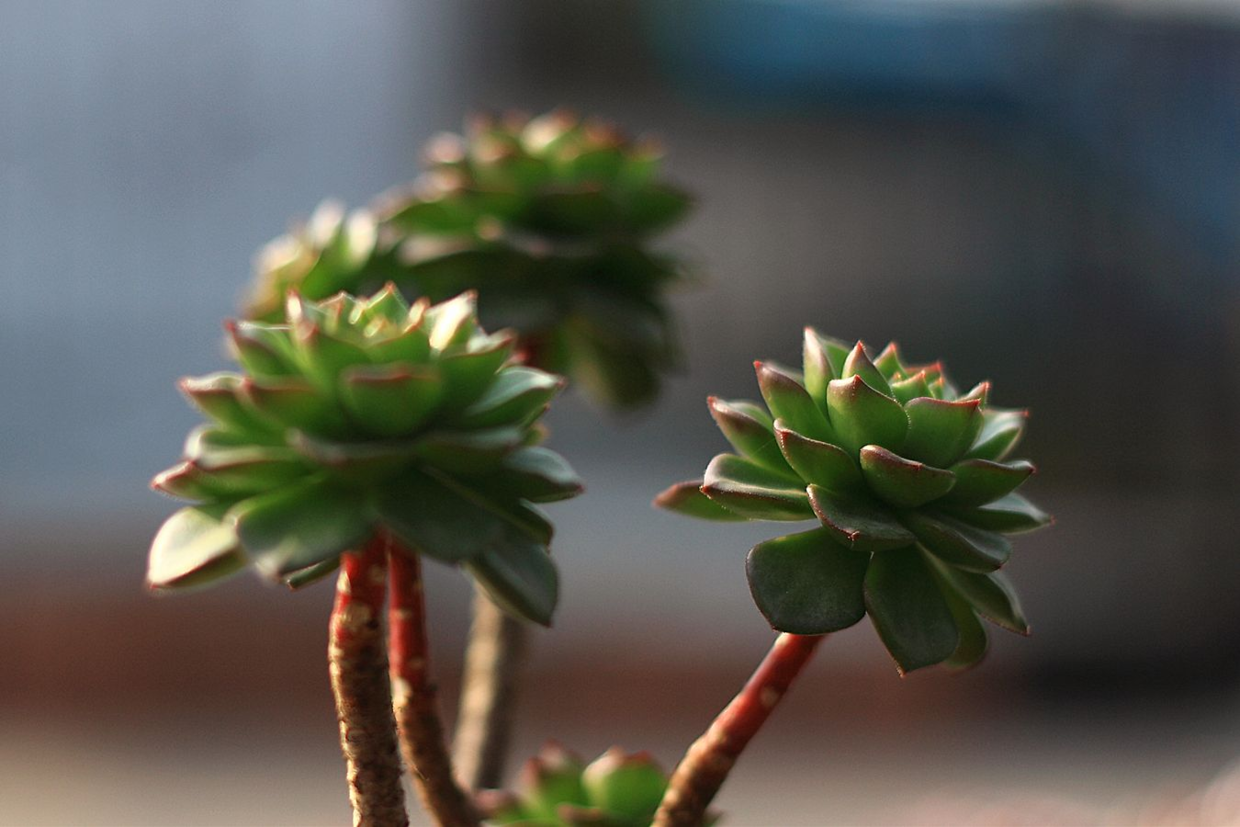 養(yǎng)多肉好處_多肉好養(yǎng)嗎?_養(yǎng)多肉好嗎風(fēng)水