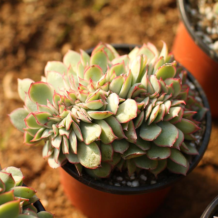 養(yǎng)多肉好處_養(yǎng)多肉好嗎風(fēng)水_多肉好養(yǎng)嗎?