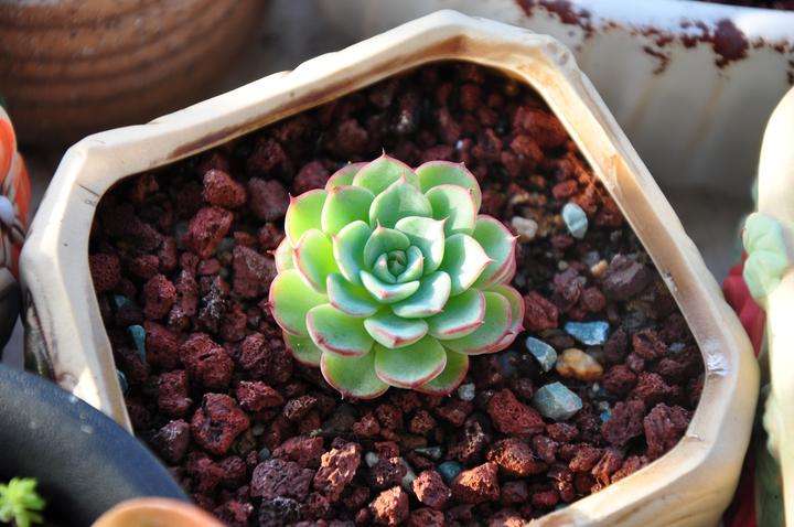 多肉好養(yǎng)嗎?_養(yǎng)多肉好處_養(yǎng)多肉好嗎風(fēng)水