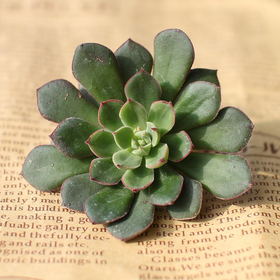 多肉好養(yǎng)嗎?_養(yǎng)多肉好處_養(yǎng)多肉好嗎風(fēng)水