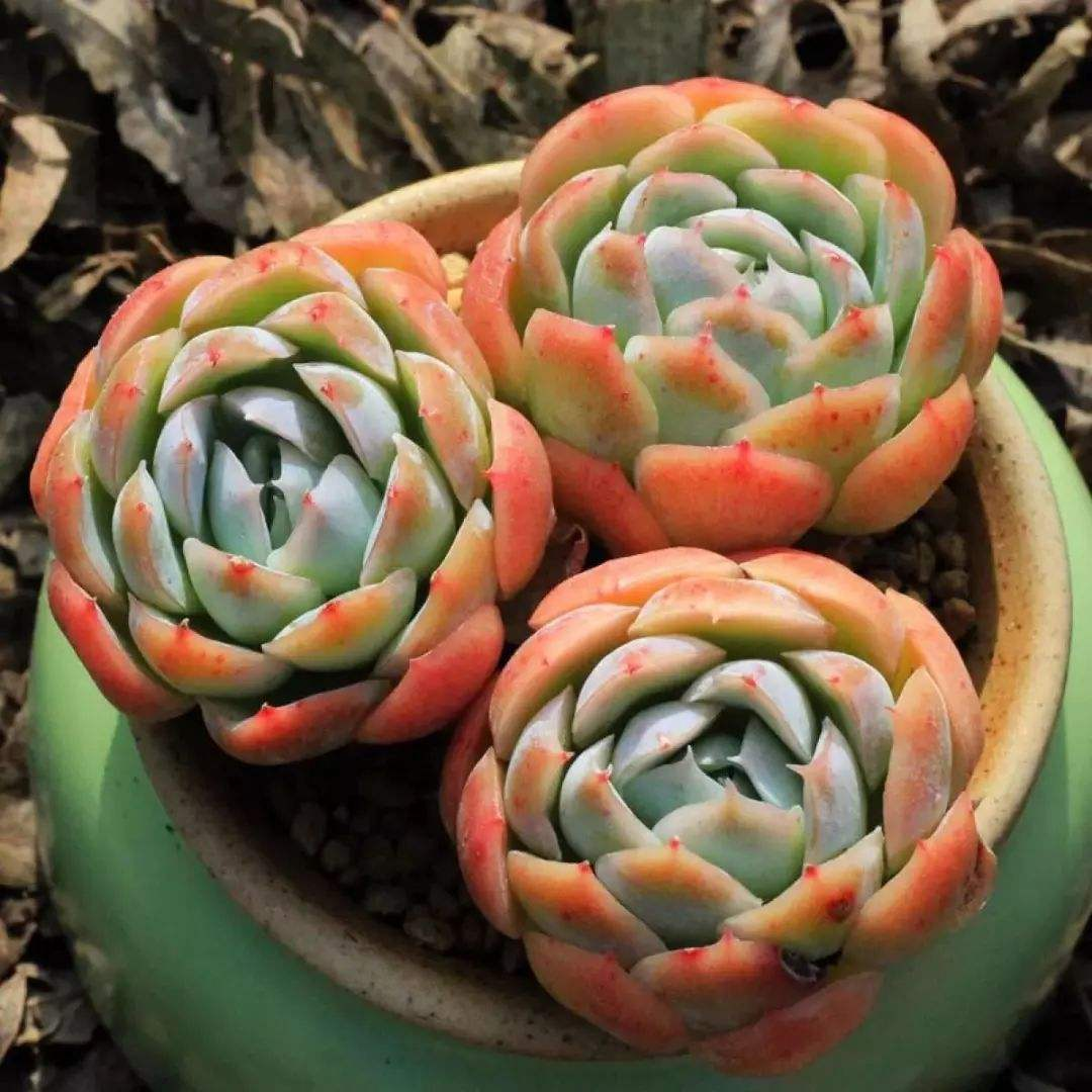 養(yǎng)多肉好嗎風(fēng)水_多肉好養(yǎng)嗎?_養(yǎng)多肉好處