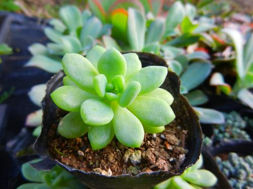 養(yǎng)多肉好處_養(yǎng)多肉好嗎風(fēng)水_多肉好養(yǎng)嗎?