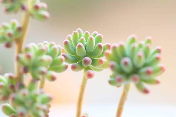 養(yǎng)多肉好嗎風(fēng)水_多肉好養(yǎng)嗎?_養(yǎng)多肉好處