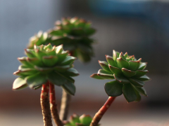 多肉很好養(yǎng)，其中有“技巧”，現(xiàn)在教給你，一年四季不擔(dān)心爛根！