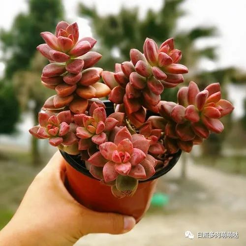 多肉姬朧月_多肉姬朧月有幾個品種_多肉植物姬朧月