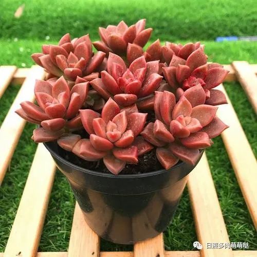 多肉姬朧月有幾個品種_多肉姬朧月_多肉植物姬朧月