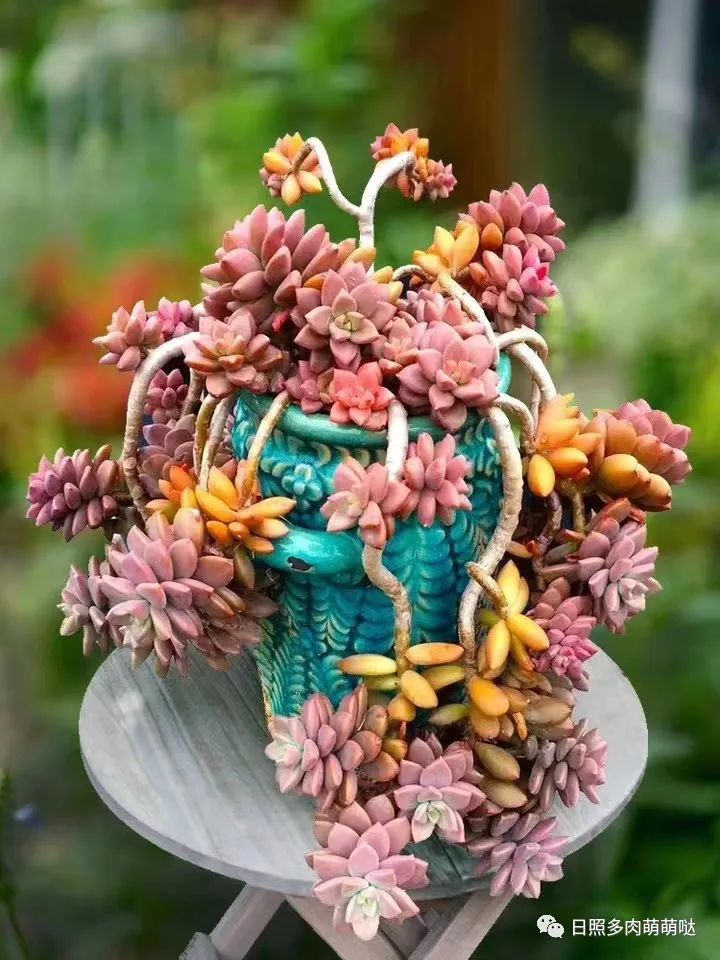 多肉植物姬朧月_多肉姬朧月有幾個品種_多肉姬朧月