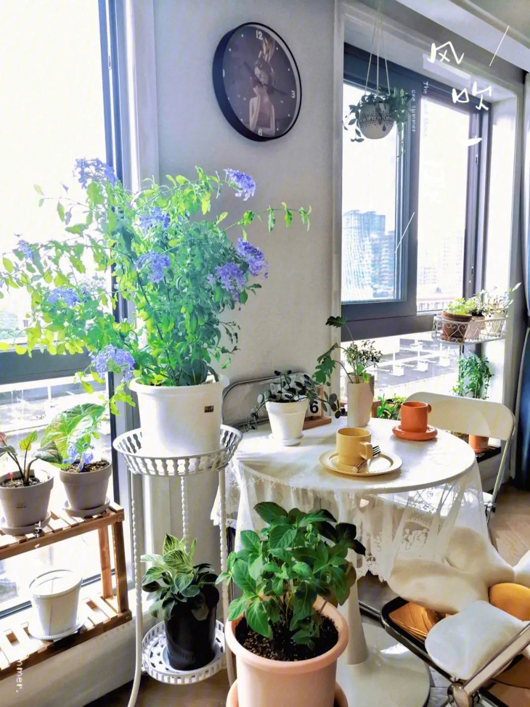 可以放客廳的綠植_客廳能放綠植嗎_客廳綠植擺放禁忌