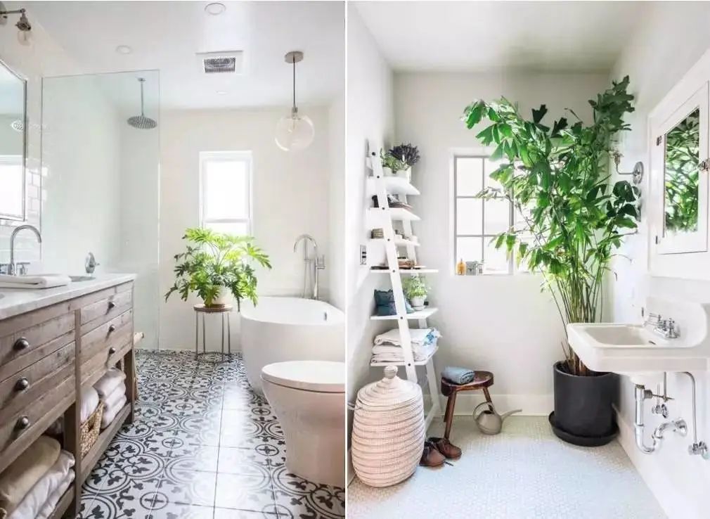 客廳綠植擺放禁忌_可以放客廳的綠植_客廳能放綠植嗎