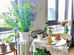 風(fēng)水說(shuō)：養(yǎng)花需要注意的風(fēng)水講究與禁忌