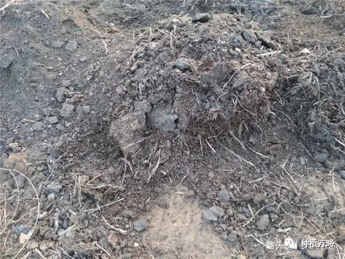 香菜種植的溫度是多少_香菜種植方法和時間_香菜怎么種植