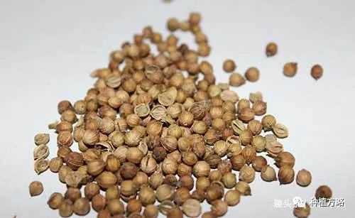香菜怎么種植_香菜種植方法和時間_香菜種植的溫度是多少