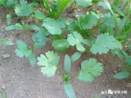 香菜怎么種植_香菜種植方法和時間_香菜種植的溫度是多少