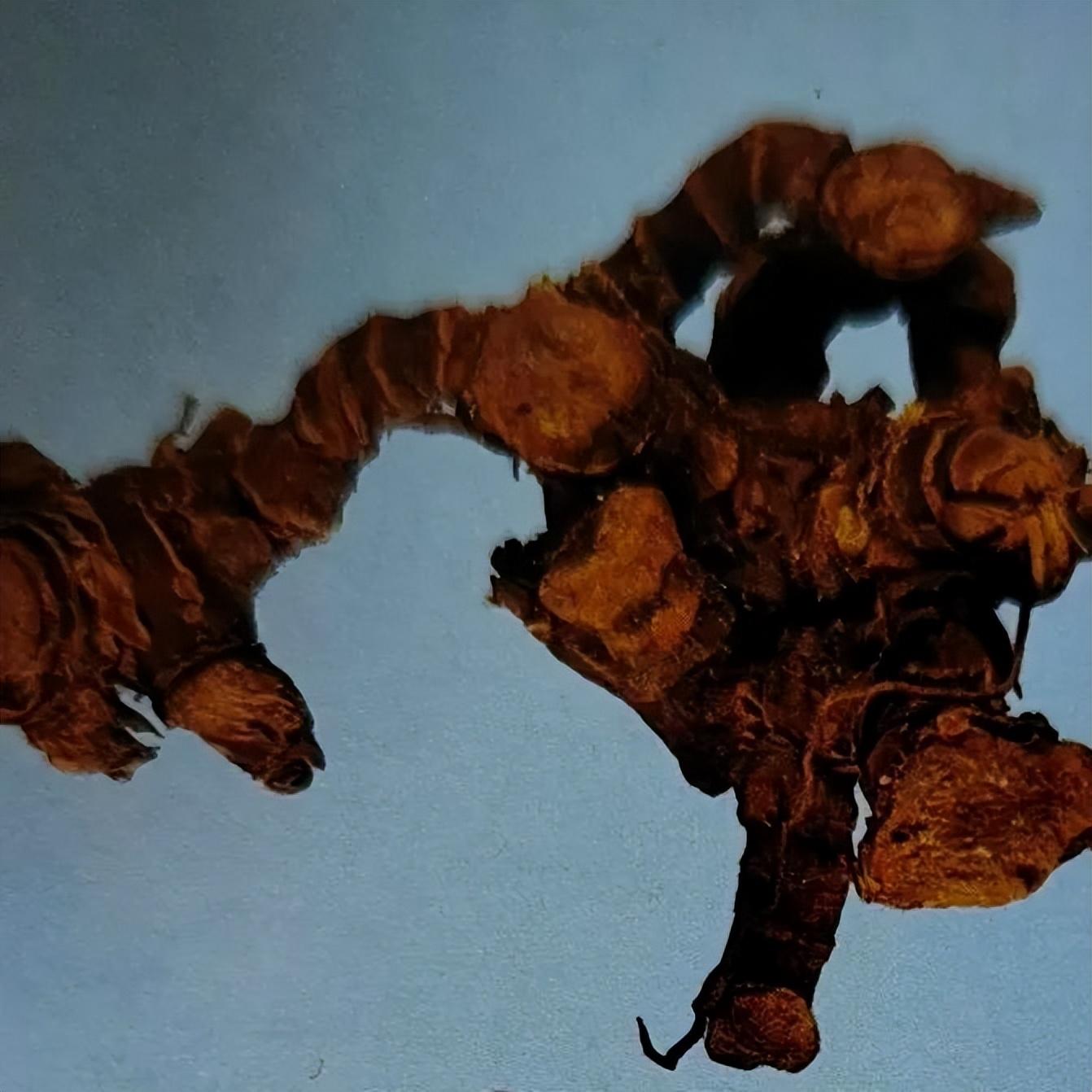 藥材干姜與生姜有藥用區別嗎_干姜藥材_藥材干姜的制作方法