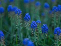 葡萄風信子的養殖方法和注意事項