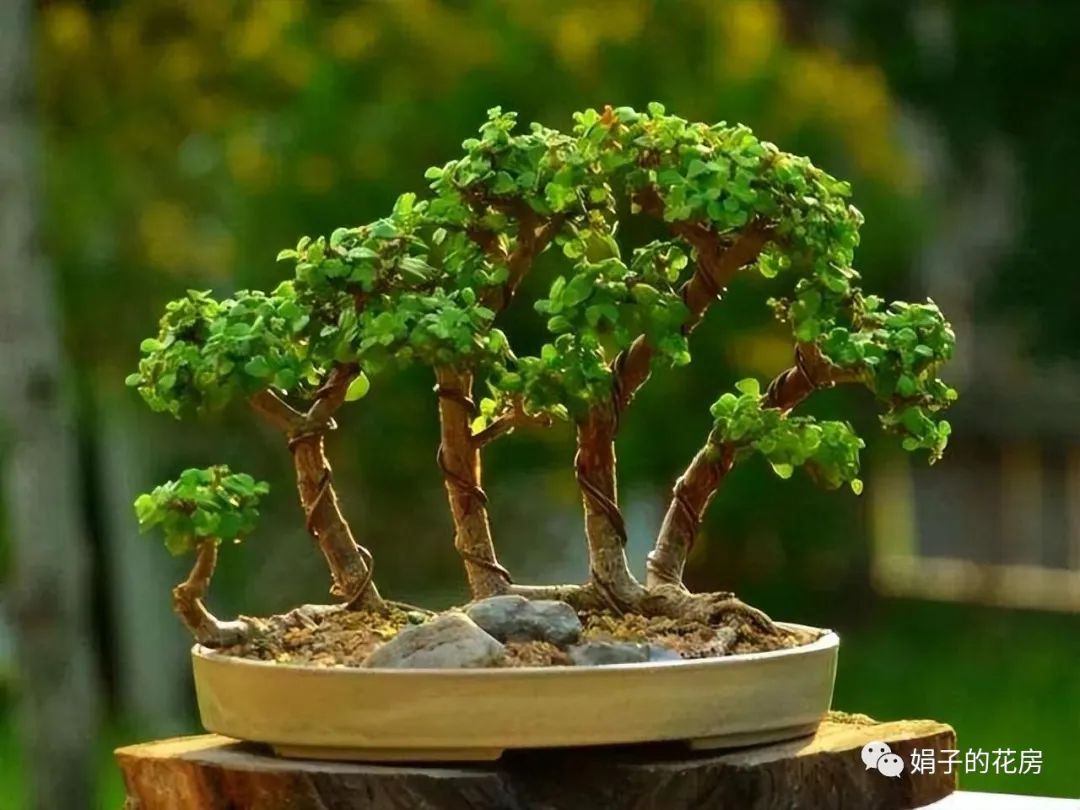 多肉金枝玉葉花怎么養_養多肉金枝花玉葉好嗎_養多肉金枝花玉葉怎么養