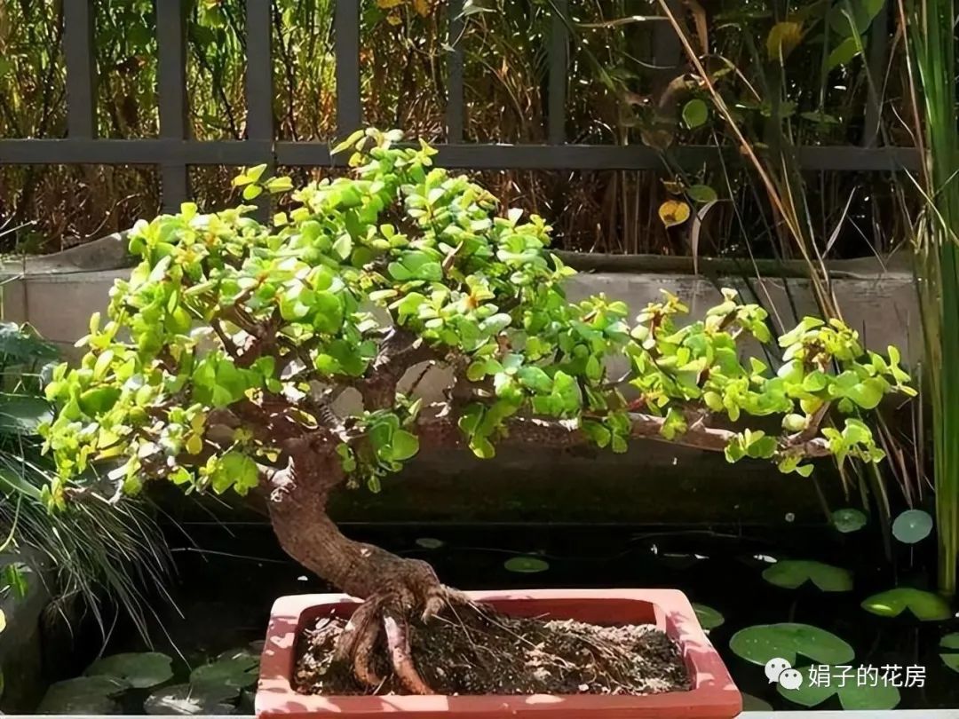 養多肉金枝花玉葉怎么養_多肉金枝玉葉花怎么養_養多肉金枝花玉葉好嗎
