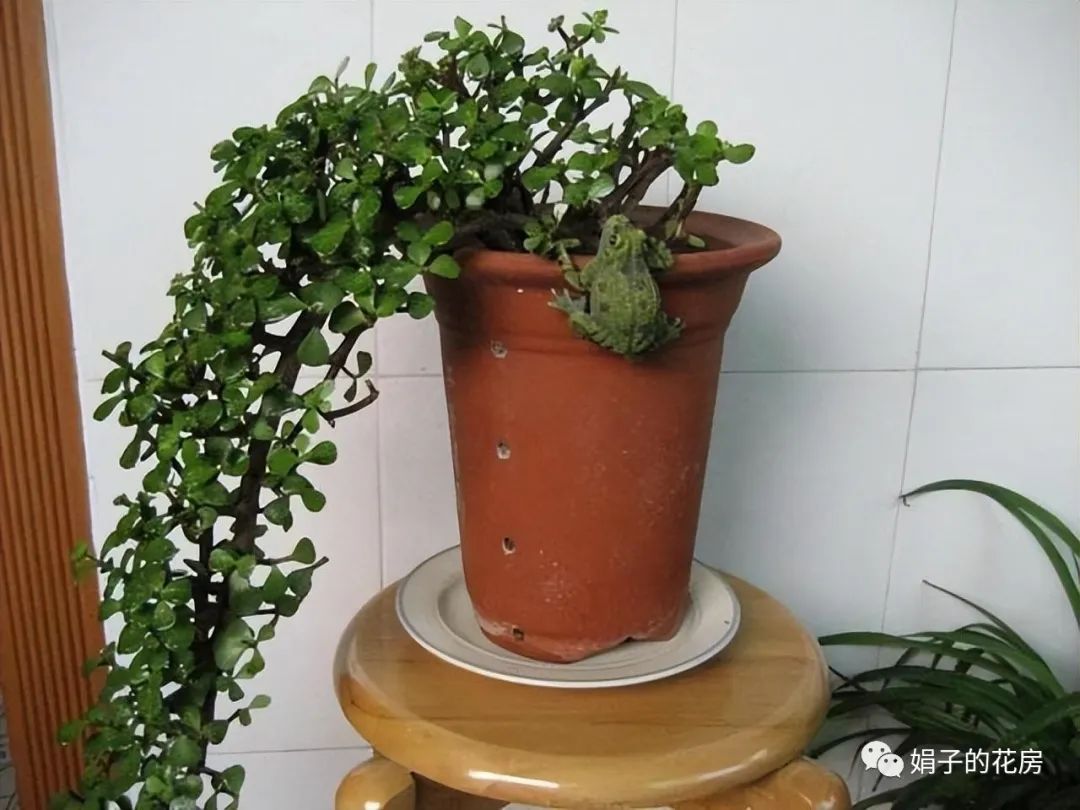 養多肉金枝花玉葉怎么養_養多肉金枝花玉葉好嗎_多肉金枝玉葉花怎么養