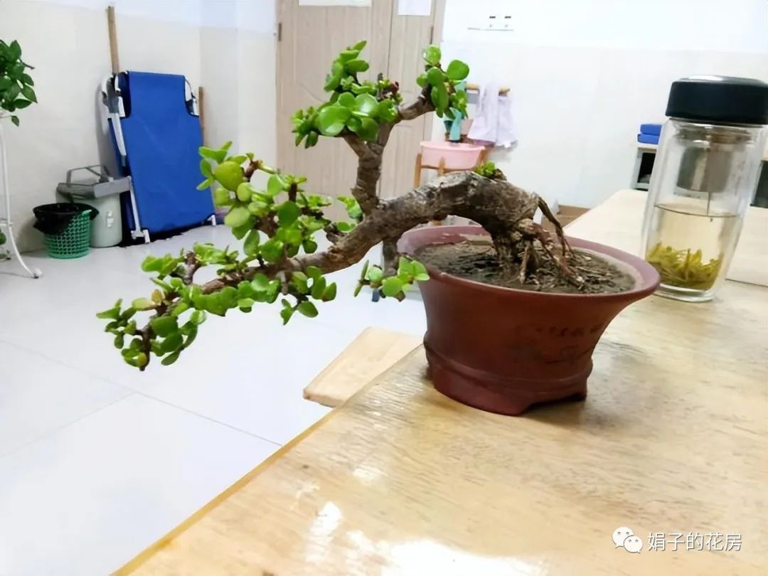 養多肉金枝花玉葉好嗎_多肉金枝玉葉花怎么養_養多肉金枝花玉葉怎么養