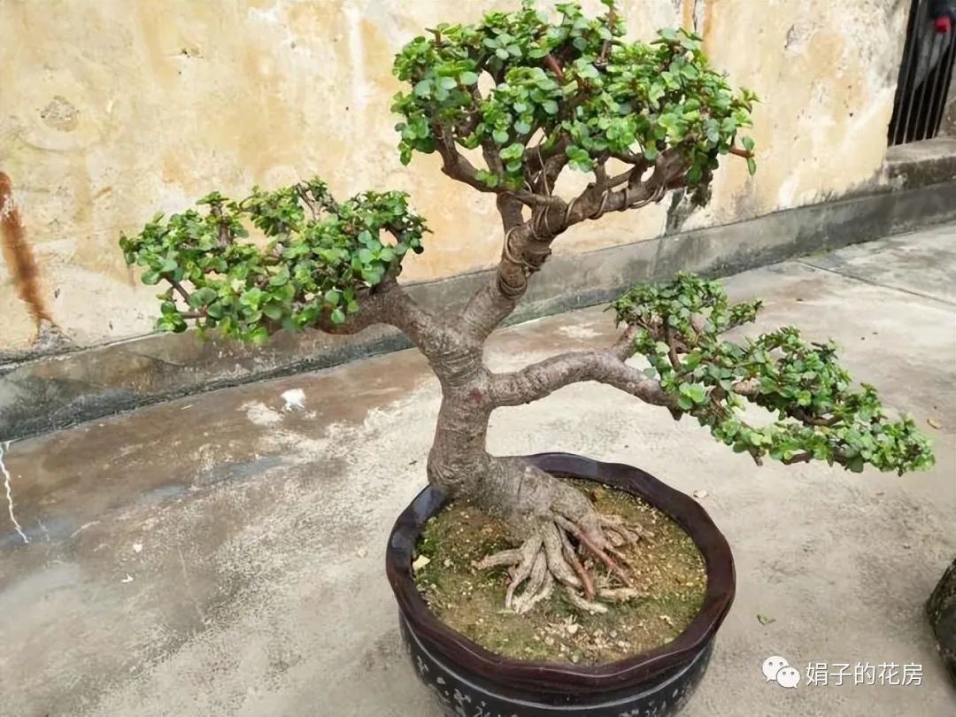 多肉金枝玉葉花怎么養_養多肉金枝花玉葉好嗎_養多肉金枝花玉葉怎么養