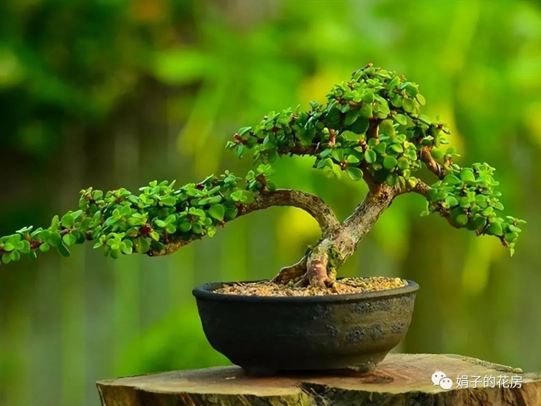 養多肉金枝花玉葉怎么養_養多肉金枝花玉葉好嗎_多肉金枝玉葉花怎么養