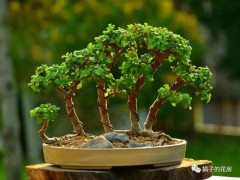 養(yǎng)不好花就養(yǎng)金枝玉葉，做好5件事，“懶人花”也能養(yǎng)出盆景范