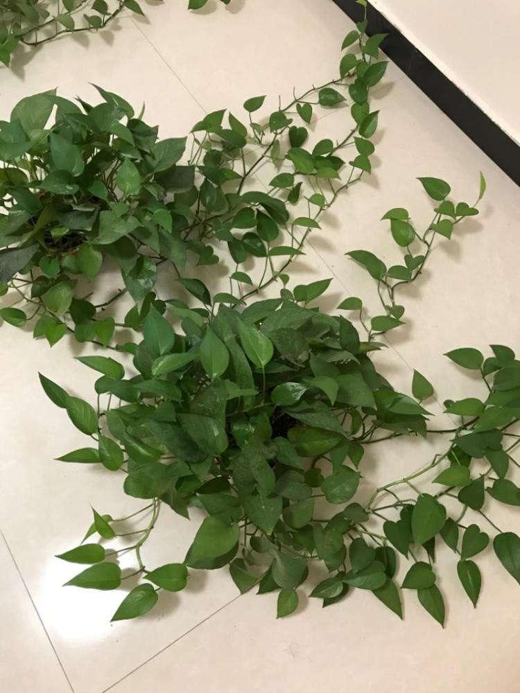室內種綠植適合什么花盆_室內種綠植有什么好處_室內適合種什么綠植