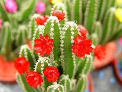 這6種“植物”養在家中，空氣更清新，一年四季綠意盎然