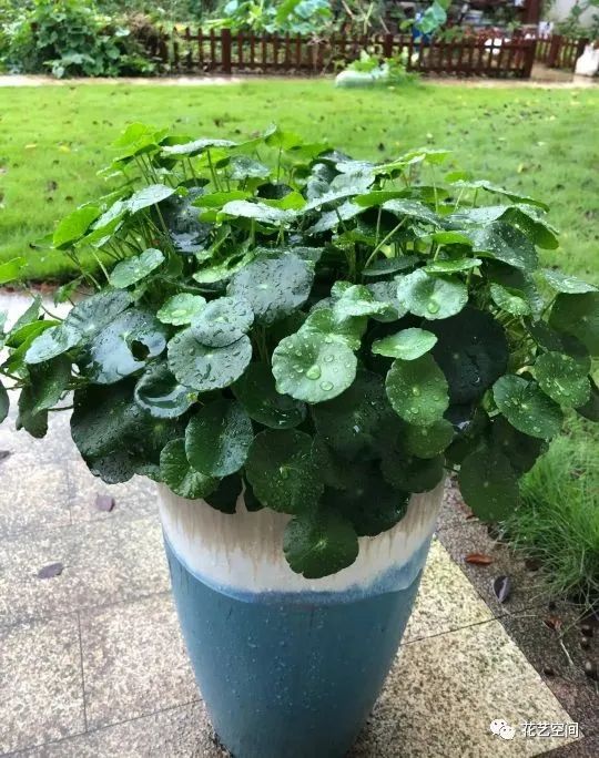 開花容易銅錢草怎么辦_銅錢草容易開花嗎_銅錢草開花會影響生長嗎