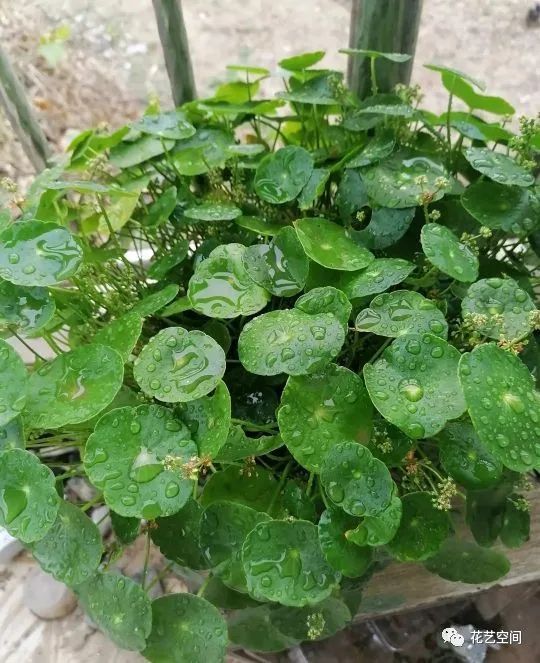 銅錢草開花會影響生長嗎_銅錢草容易開花嗎_開花容易銅錢草怎么辦