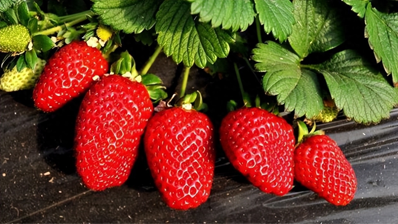 如何種出甜草莓_草莓怎么種植才能又大又甜_種草莓怎么能甜