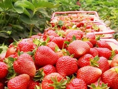 種植草莓如何才能保證又大又紅、口感甘甜呢，專業種植戶的分享