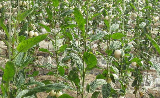 人參果怎么種植_種植人參果需要什么條件_種植人參果的全部資料和技術