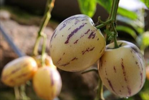 人參果怎么種植_種植人參果需要什么條件_種植人參果的全部資料和技術