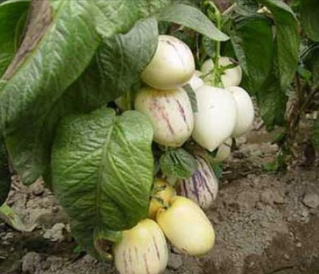 種植人參果的全部資料和技術_種植人參果需要什么條件_人參果怎么種植