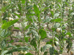 人參果露地種植技術(shù)與管理