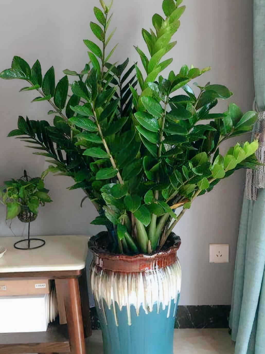 室內養大型綠植好有什么好處_室內大型綠植什么樣的好養活_室內好養的大型綠植有哪些