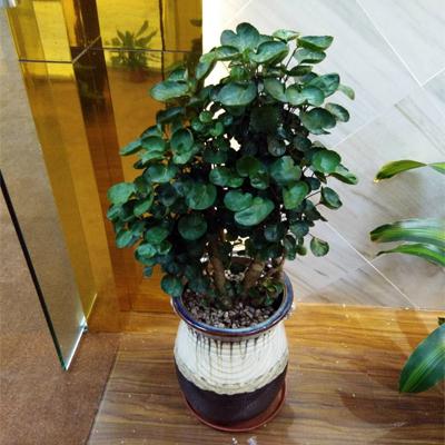 室內大型綠植什么樣的好養活_室內好養的大型綠植有哪些_室內養大型綠植好有什么好處