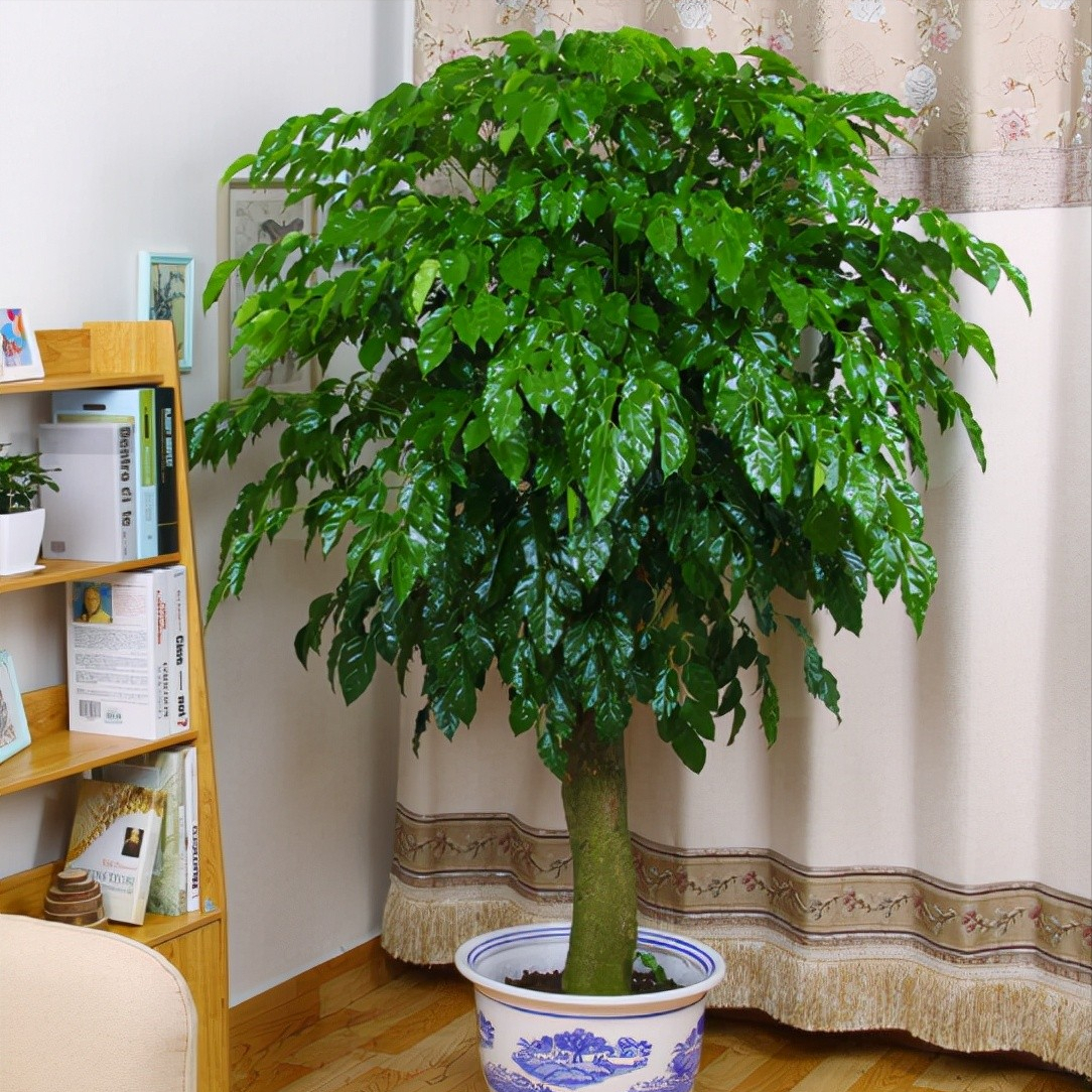 室內大型綠植什么樣的好養活_室內養大型綠植好有什么好處_室內好養的大型綠植有哪些