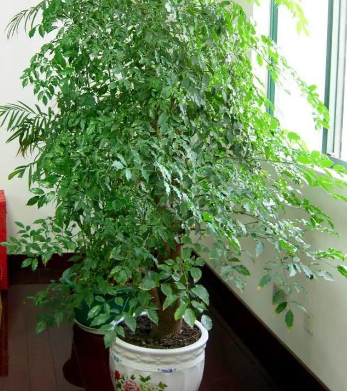 室內養大型綠植好有什么好處_室內好養的大型綠植有哪些_室內大型綠植什么樣的好養活