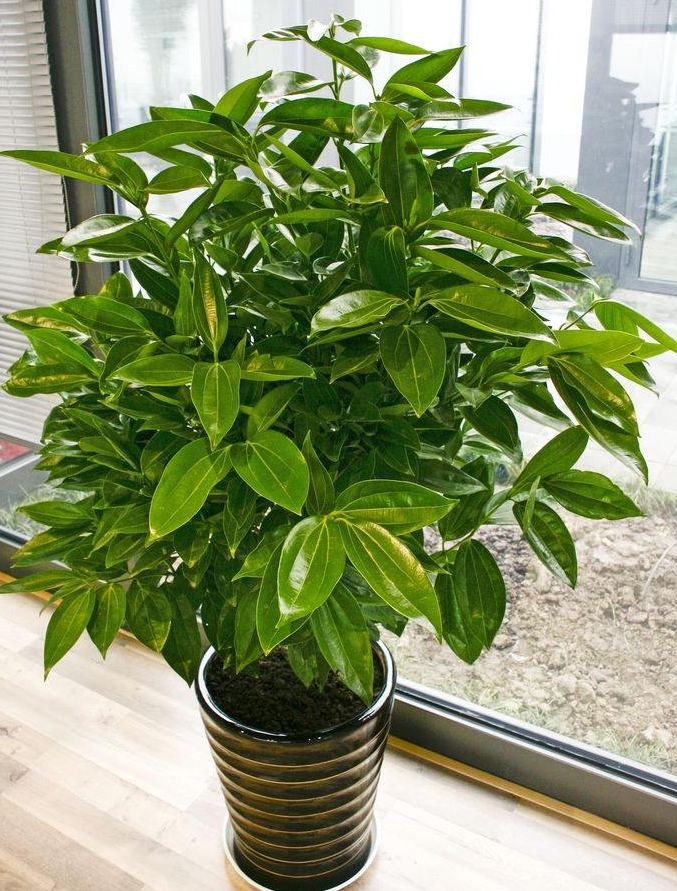 室內大型綠植什么樣的好養活_室內養大型綠植好有什么好處_室內好養的大型綠植有哪些