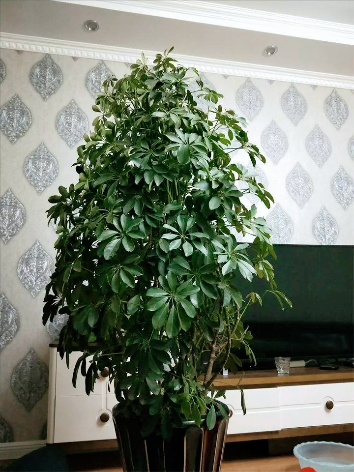 室內大型綠植什么樣的好養活_室內好養的大型綠植有哪些_室內養大型綠植好有什么好處