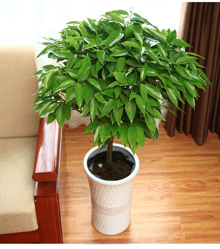 室內養大型綠植好有什么好處_室內好養的大型綠植有哪些_室內大型綠植什么樣的好養活