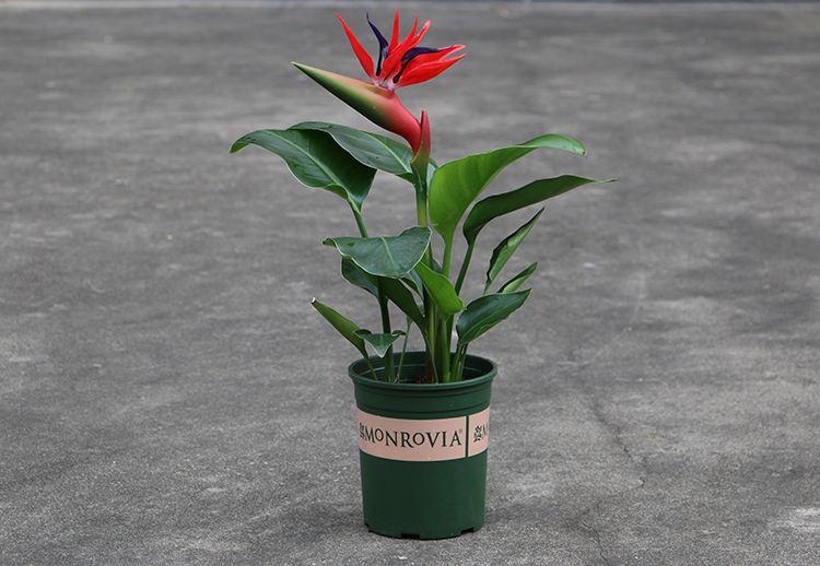 室內好養的大型綠植有哪些_室內養大型綠植好有什么好處_室內大型綠植什么樣的好養活