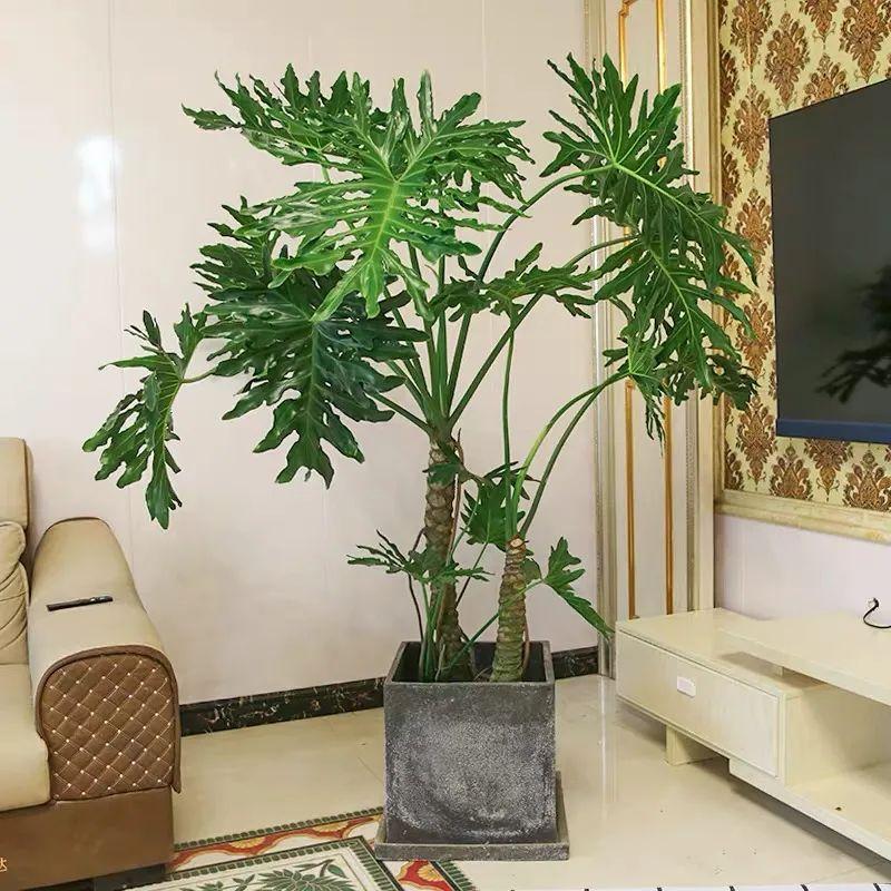 室內好養的大型綠植有哪些_室內大型綠植什么樣的好養活_室內養大型綠植好有什么好處