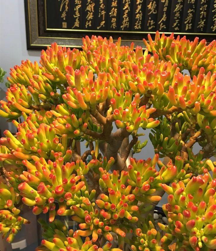 室內大型綠植什么樣的好養活_室內好養的大型綠植有哪些_室內養大型綠植好有什么好處