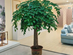 客廳養“樹”，十家有九富，7種“吉利樹”，屋里一擺，養人旺家